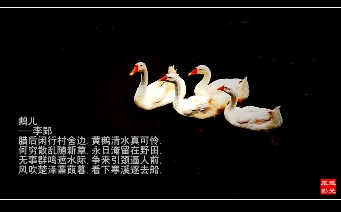 DSC07249.jpg