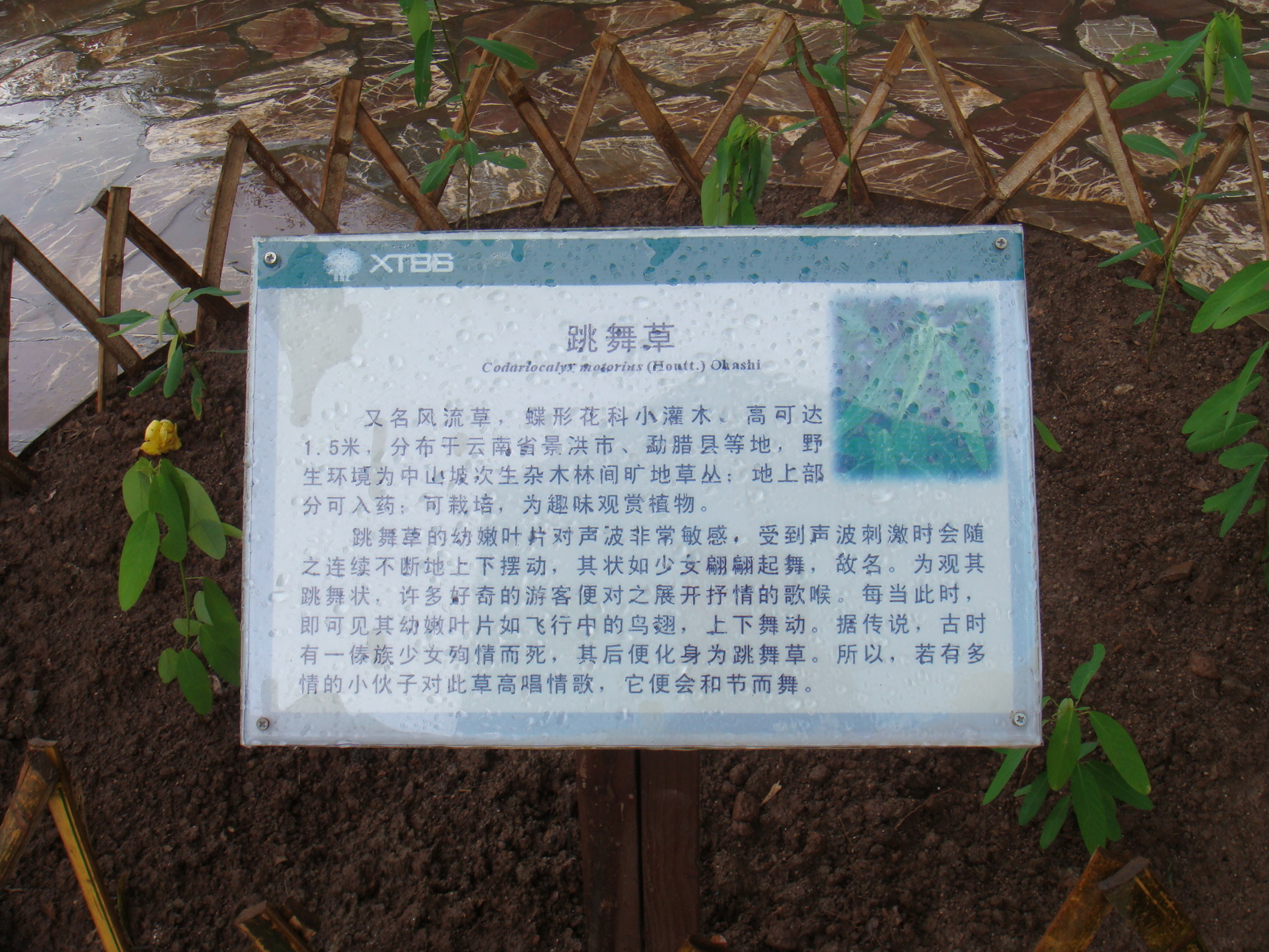 DSC02277.JPG