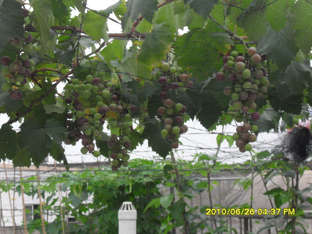 SDC13162.JPG