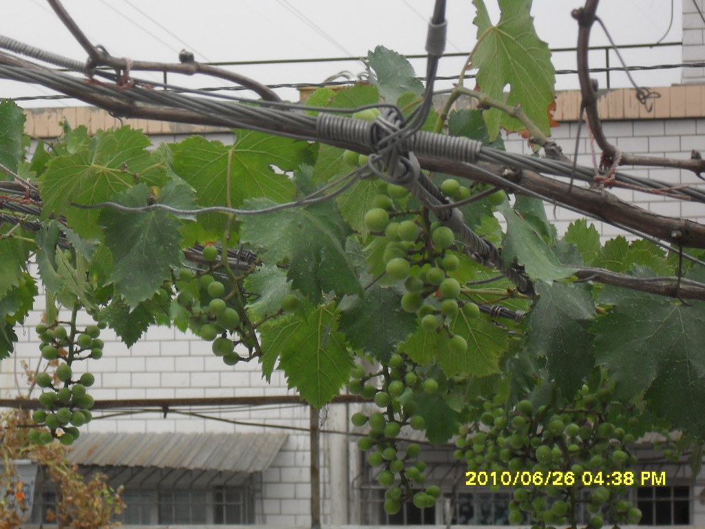 SDC13164.JPG