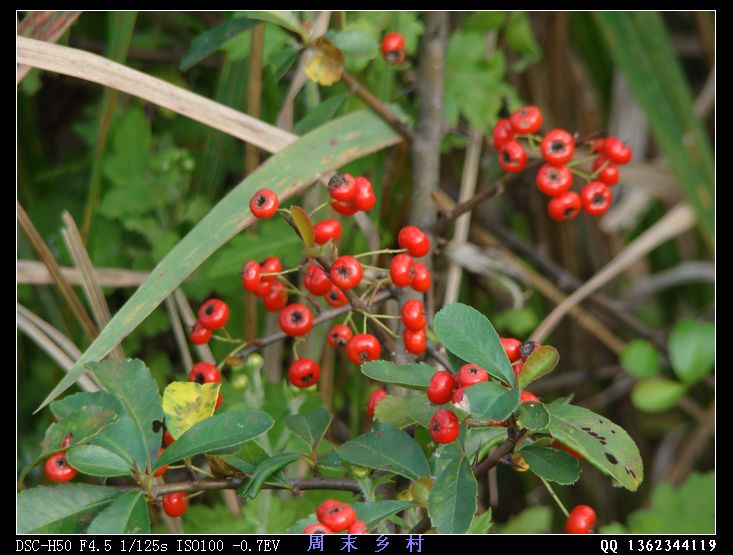 DSC01571.jpg