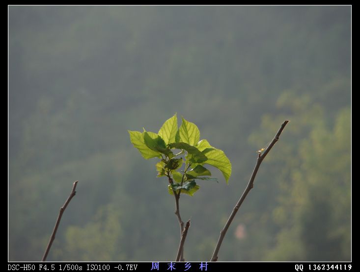 DSC01579.jpg