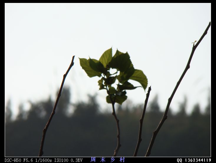 DSC01581.jpg