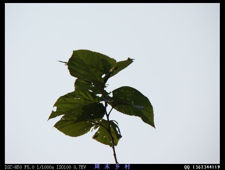 DSC01585.jpg