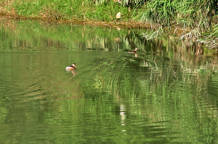 DSC_0015_С.jpg