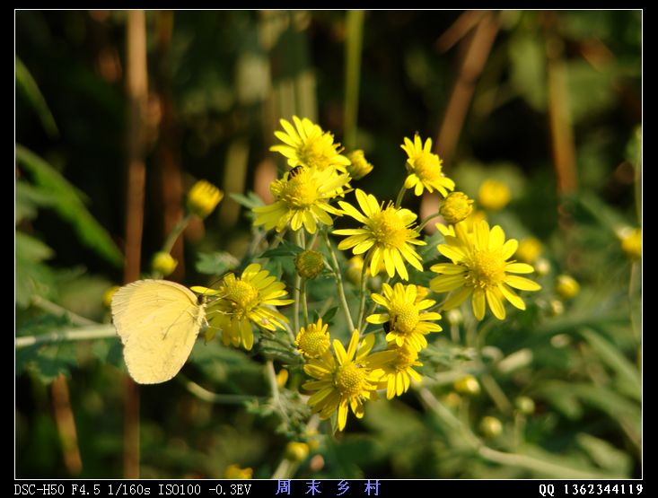 DSC01654.jpg