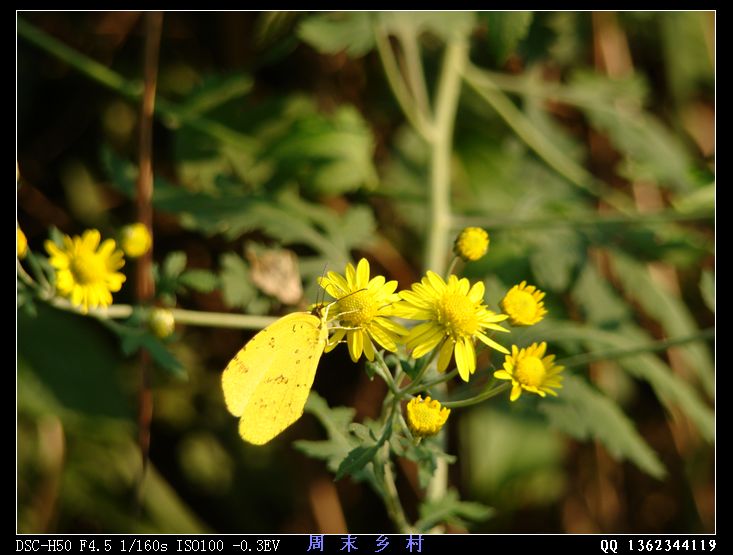 DSC01655.jpg