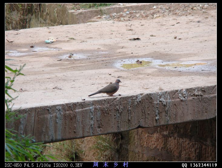 DSC01680.jpg