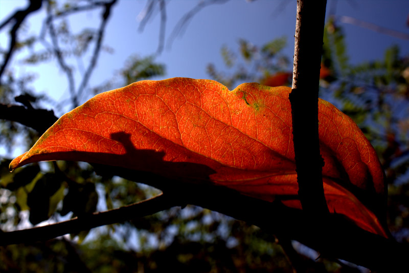 IMG_7754.jpg
