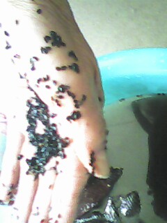 IMG0211A.jpg
