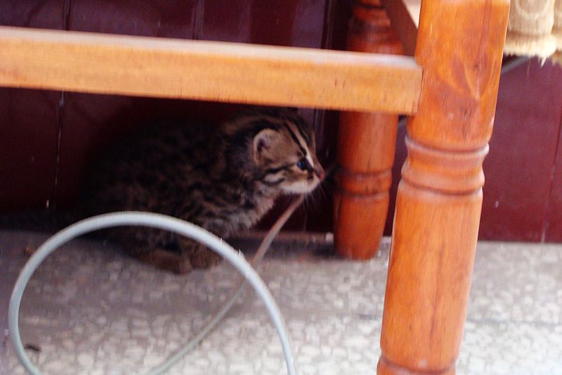 DSC00961.jpg