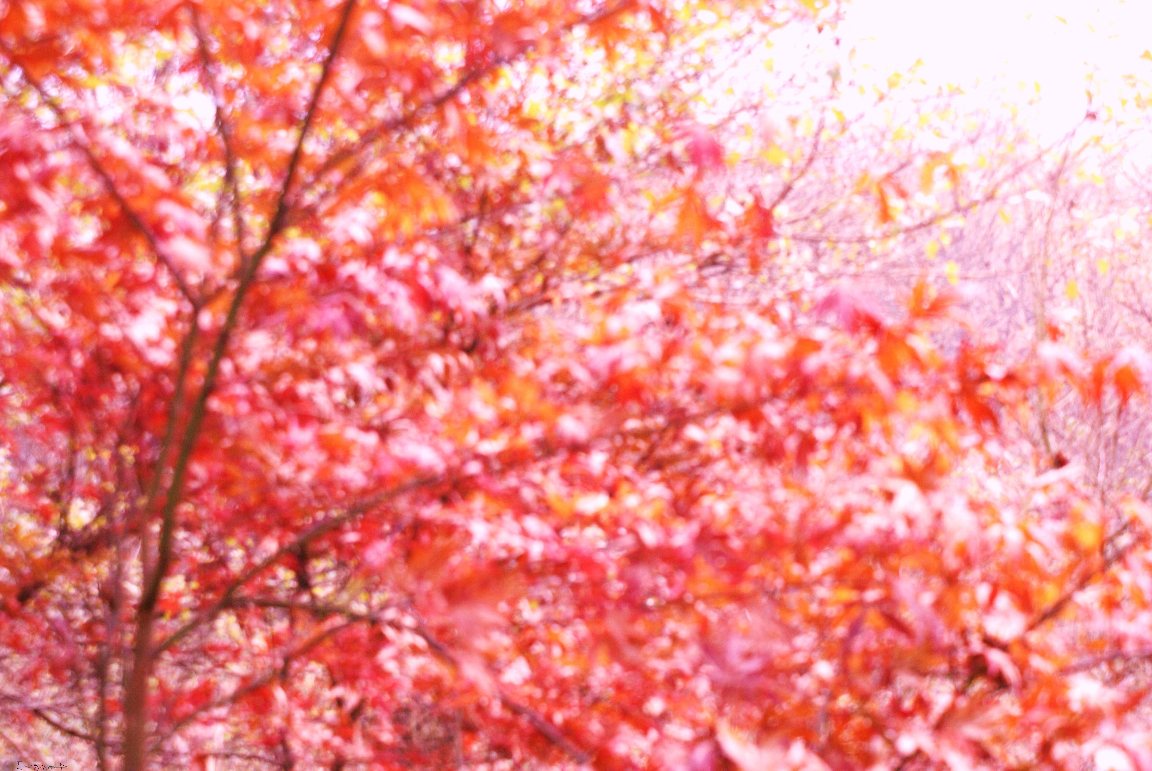 DSC02756.JPG
