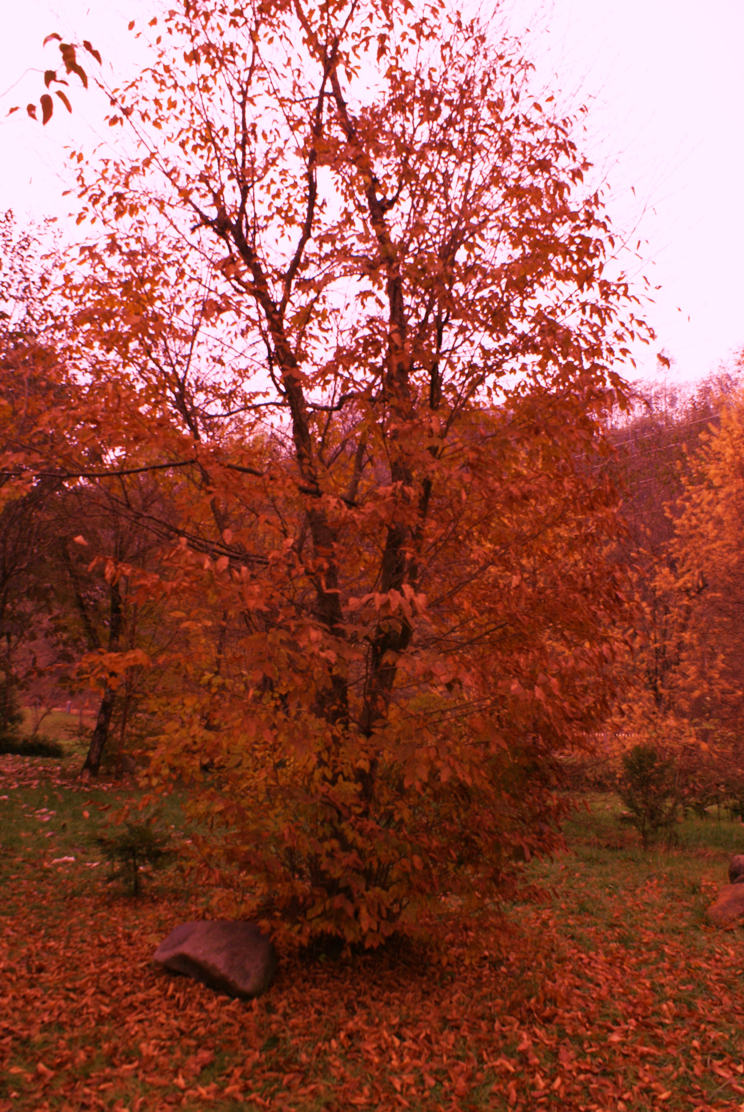DSC02753.JPG