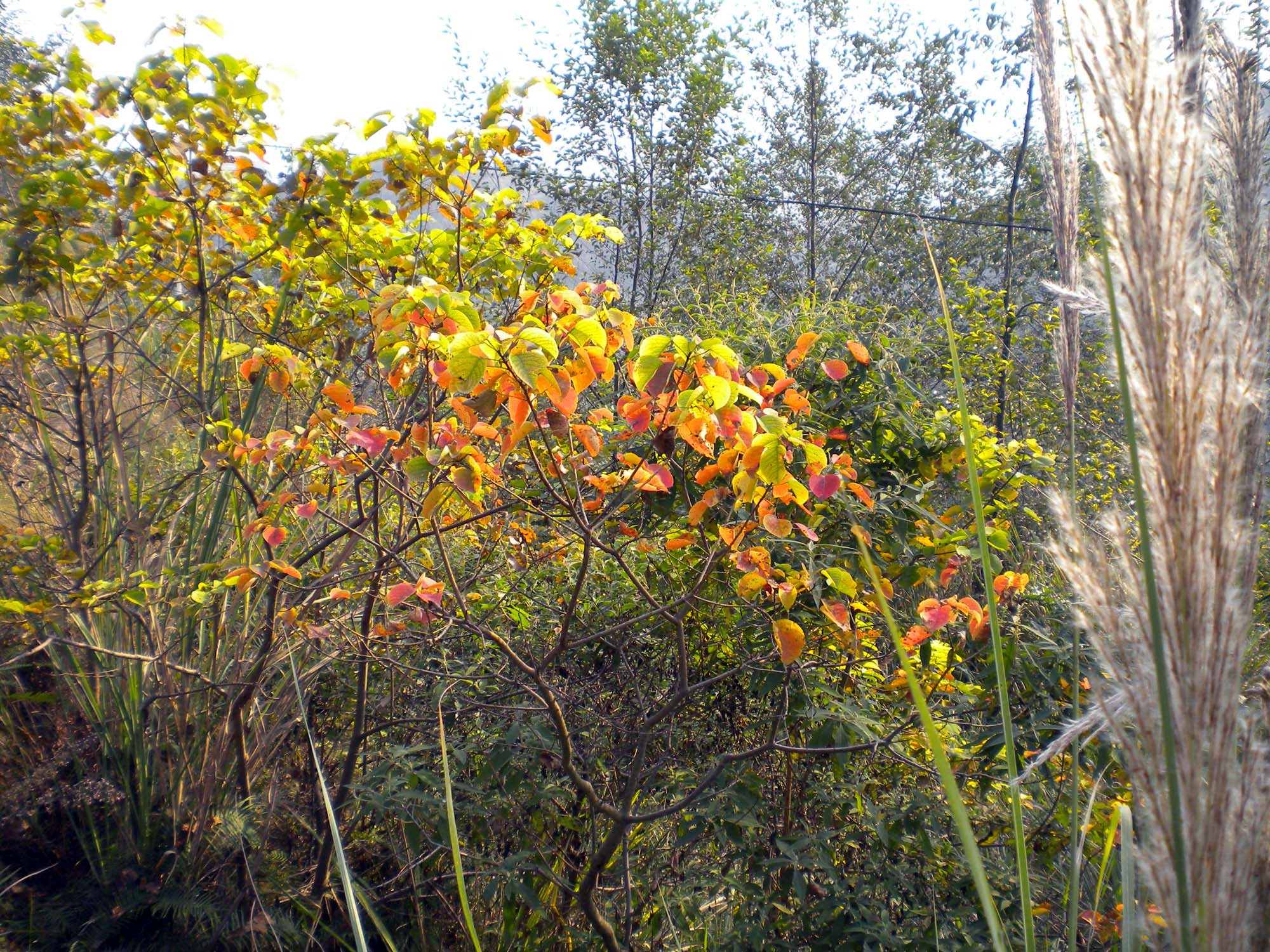 DSCN0976.JPG