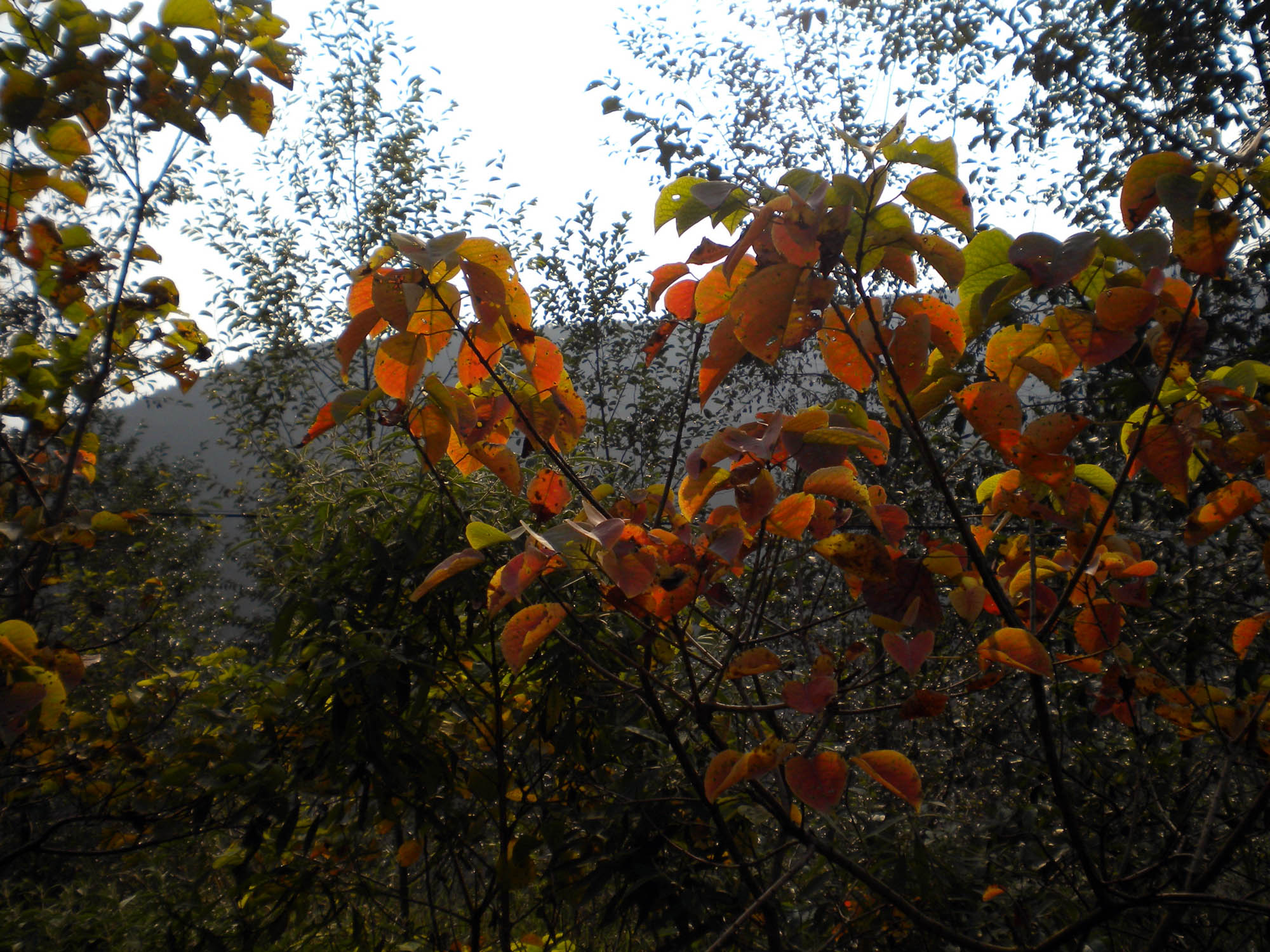DSCN0975.JPG