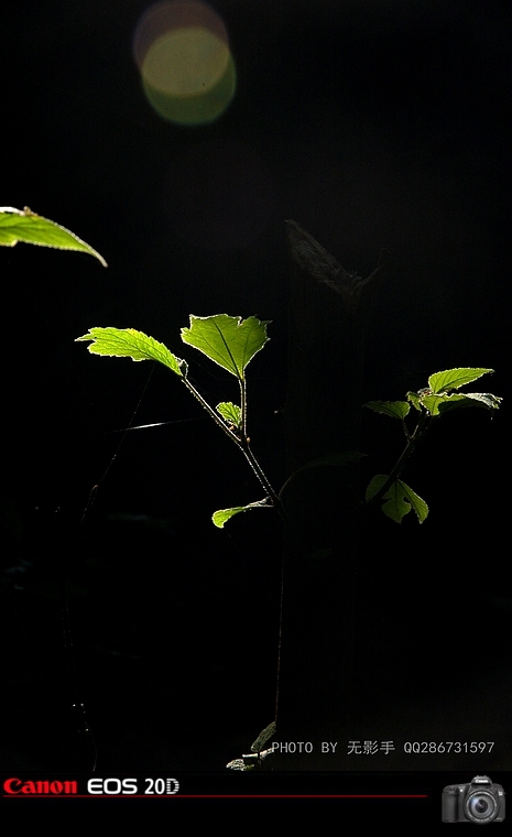 DSC_0005.jpg