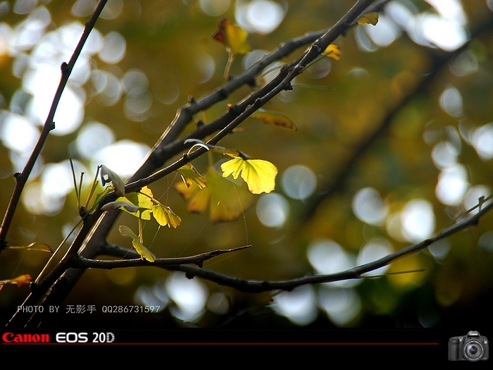 DSC_0062.jpg