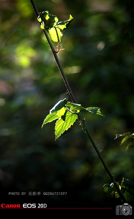 DSC_0069.jpg
