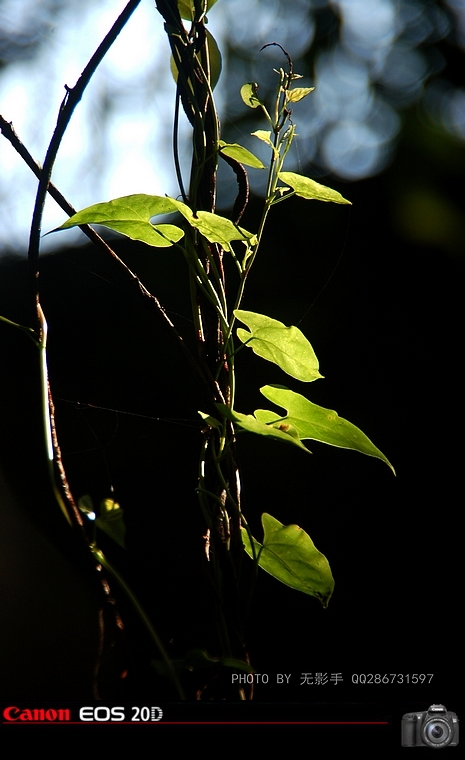 DSC_0075.jpg