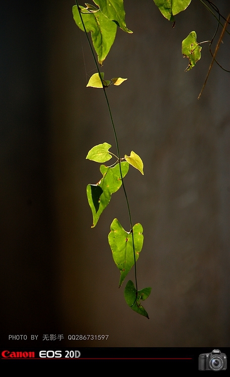 DSC_0081.jpg