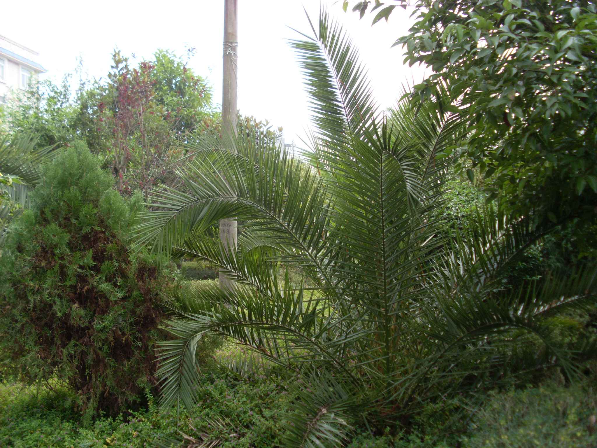 SL380351.JPG