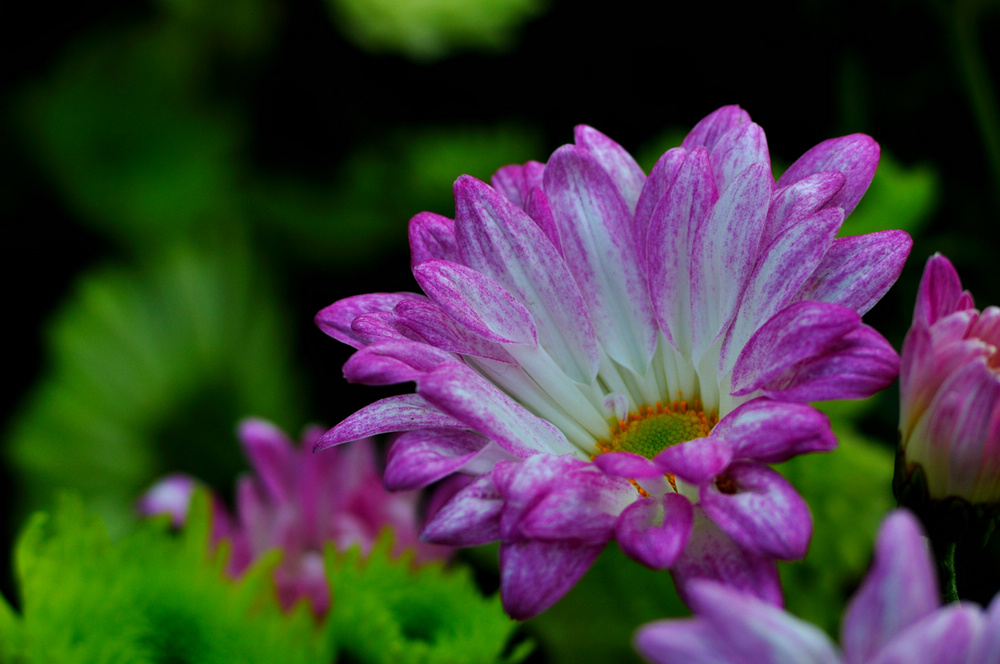 DSC_0386.jpg