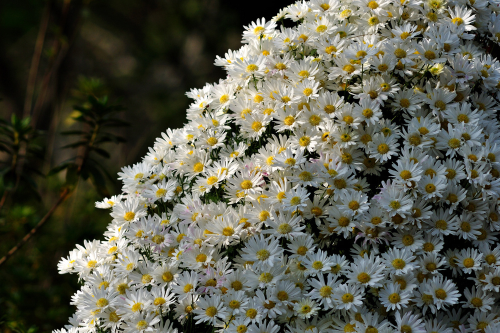 DSC_0480.jpg