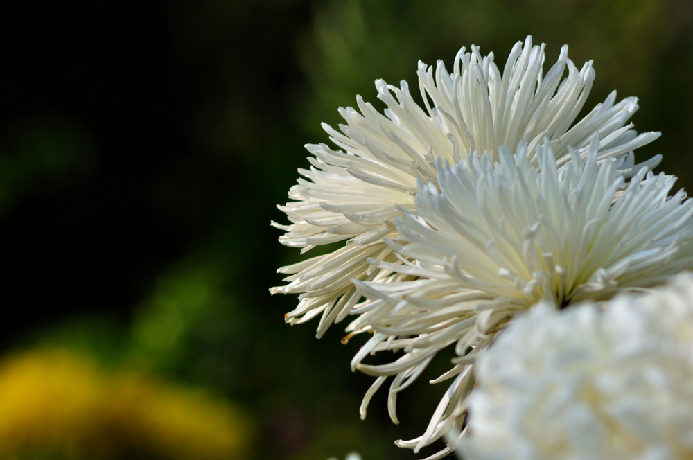 DSC_0487.jpg