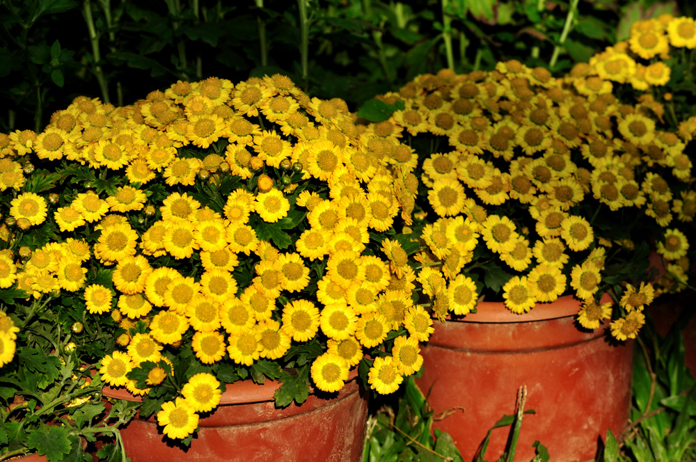 DSC_0491.jpg