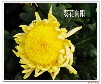 DSC_3601_Ӱ_2.jpg