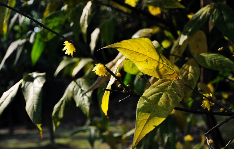DSC_2093.jpg
