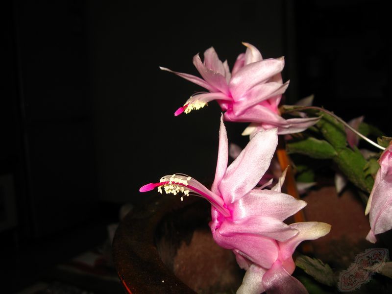 IMG_1244.JPG