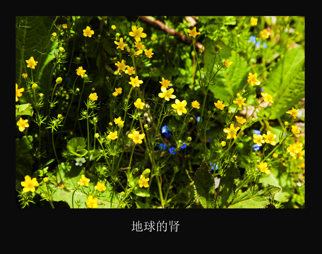 _MG_1949.jpg