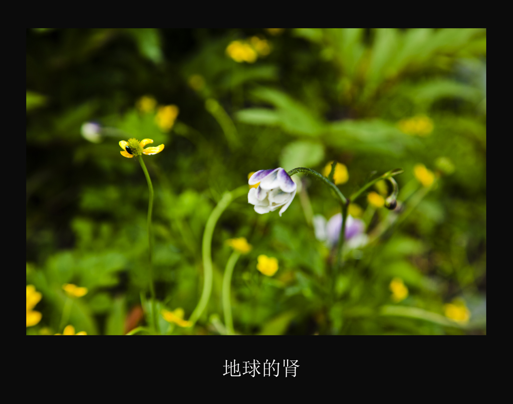 _MG_2069.jpg