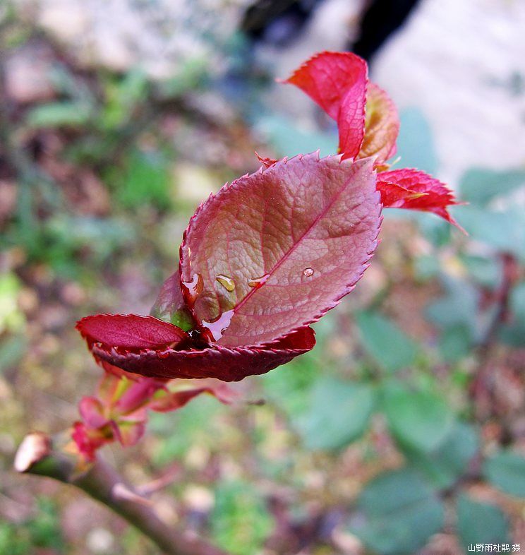 20101128_d16c439db1ded1e701c0L30L3EUa0J0T==.jpg