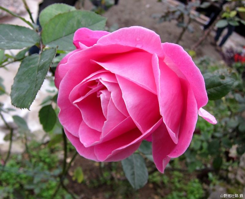 20101128_5fc599d78b086885dde4gX99AcsMubog==.jpg