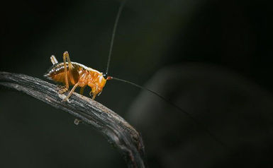生态微距:金黄色的蛐蛐儿
