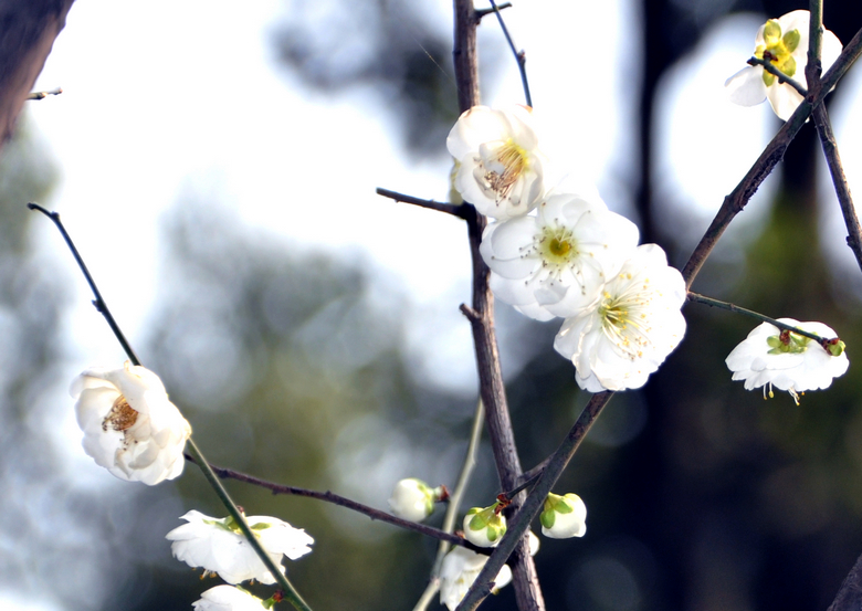 白梅花1.jpg