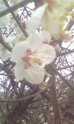 IMG0091A.jpg