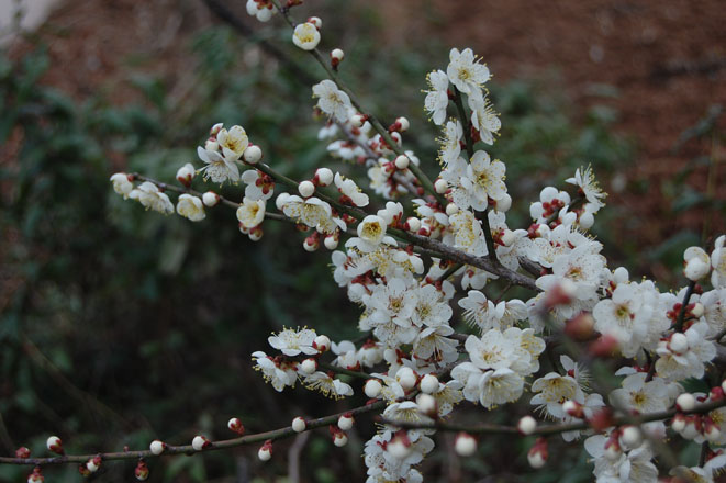 DSC_0128.jpg