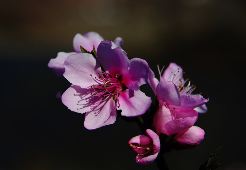 _IGP0448.jpg