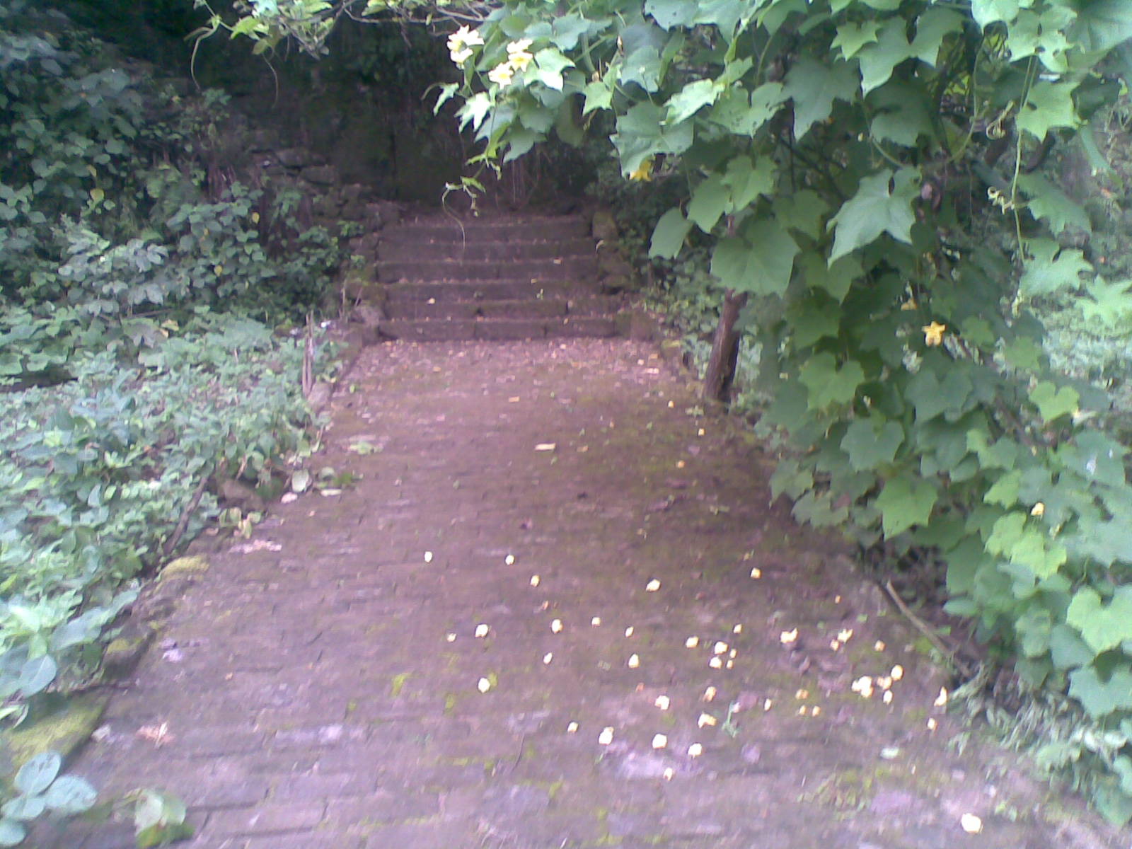 20090723(006).jpg