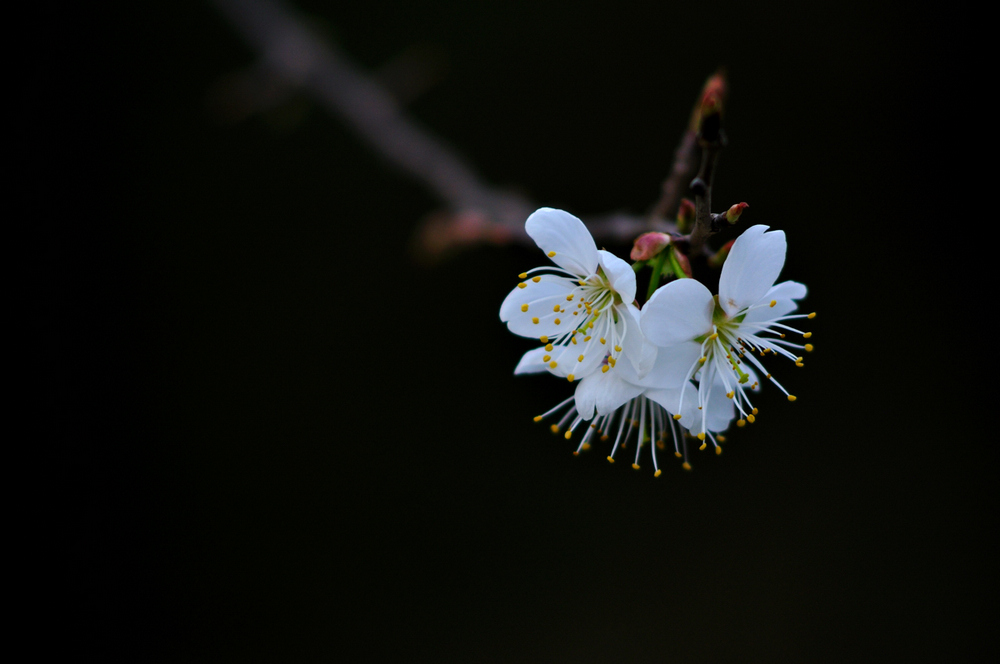 DSC_0593.jpg