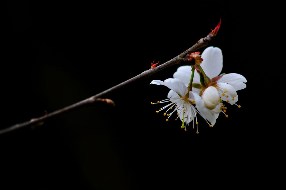 DSC_0598.jpg