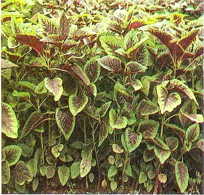 安徽菜系的代表野菜