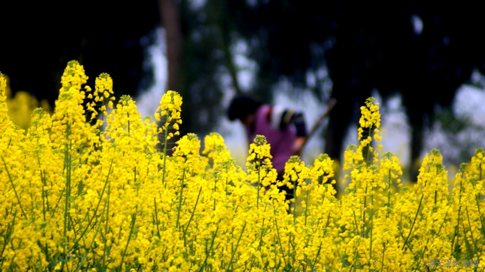 周末,郊外去看油菜花