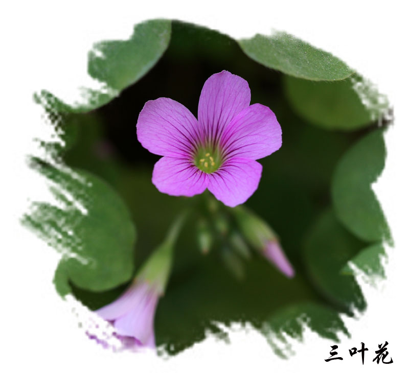 一組茶花,三葉花