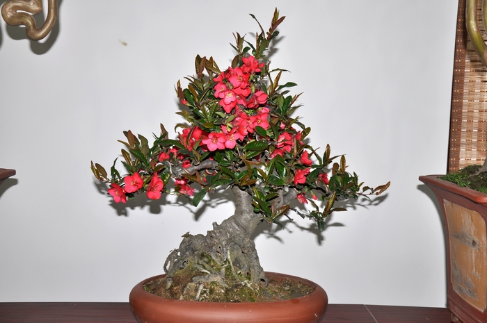 海棠花盆景