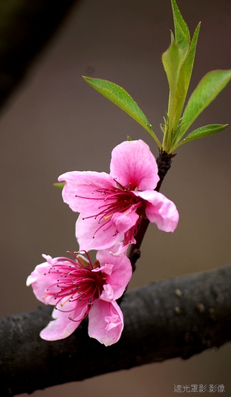DSC04390.jpg