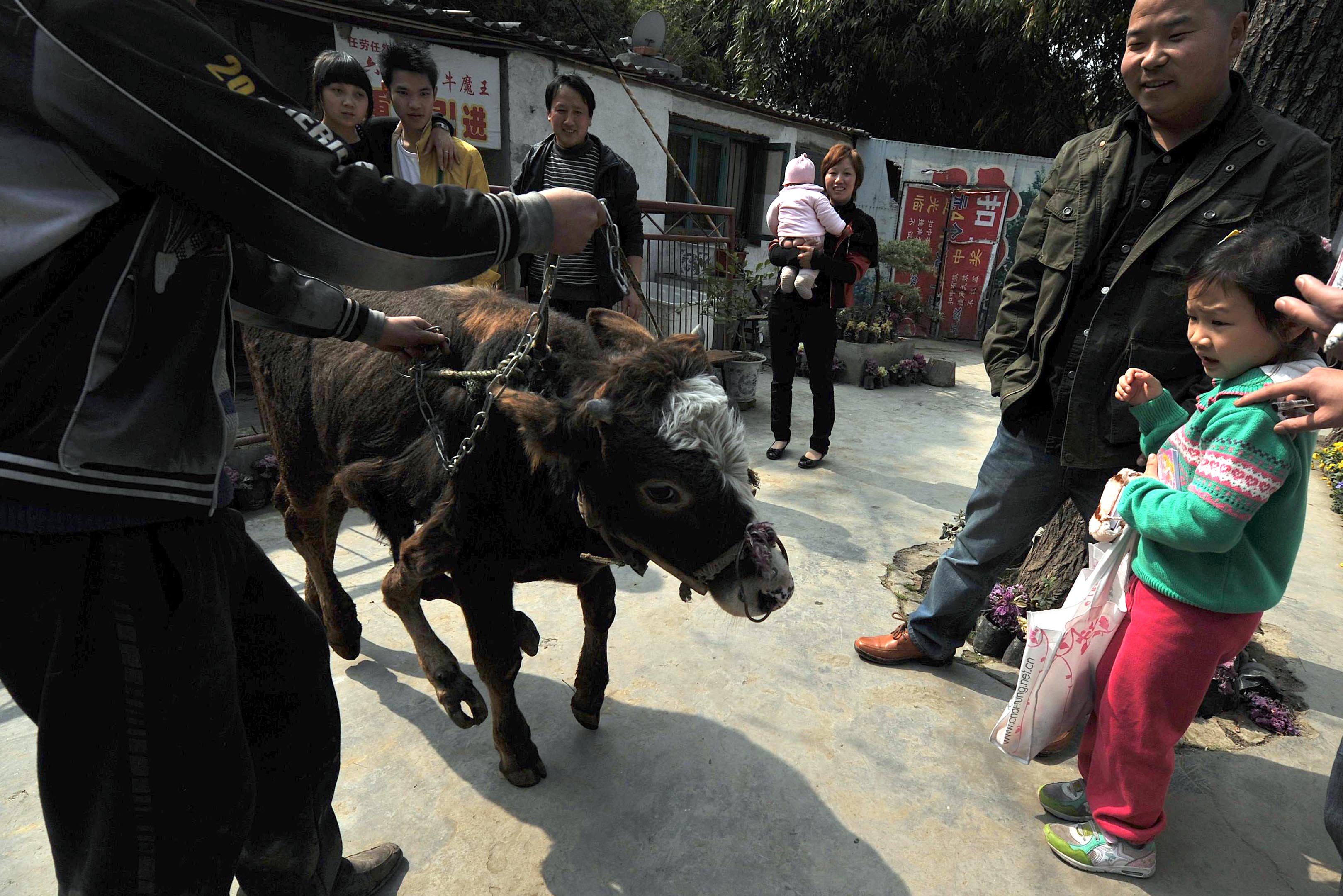 南江县正直镇一农户家惊现三条腿的怪牛-巴中论坛-四川论坛-麻辣社区
